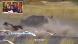 赵忠祥生前曾解说荣耀比赛，野性气息满满毫无违和感