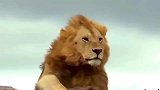 动物世界：凶残的狮子，看得我热血沸腾