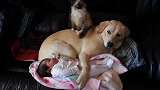 小猫坐在狗狗身上，狗狗用一只爪子护着宝宝，真是相处融洽！