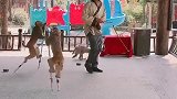 猴子踩高跷