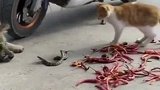 猫咪遇到毒蛇，居然这样做，太秀了