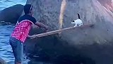 小猫贪玩，猫妈向人类求助