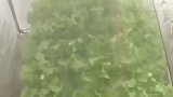 空气里种菜，你听说过吗