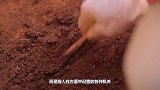 地宫突然冒出黑烟，考古队刚想爬进去，专家：先扔一只活鸡试试