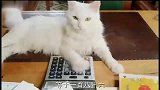 猫神忘变身，结果意外走红，成为网红猫，直接带火书店生意