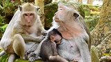 看看猴爸爸是怎么照顾老婆孩子的，第一次见，长见识了