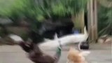 孔雀下蛋后乱跑不孵化，母鸡孵出小孔雀后
