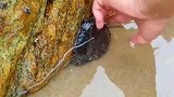 大哥赶海看到一只鲍鱼，手脚并用都没有弄下来！太难了