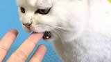 谈什么恋爱，养一只这么“舔”的猫不香吗？呸式vlog vlog我的日常 猫 宠爱里云社区