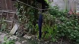 爆笑：农村小伙霉运缠身去找大师化解，想不到被憨头戏耍闹出乌龙