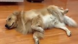 金毛装睡不干活，主人把袜子扔了过去，狗子的反应太搞笑了