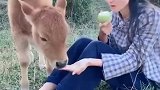 粘人的小牛，要主人给零食