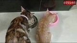 小橘猫吃饭的时候，吃着吃着头伸到了别的猫碗里，胖是有原因的！