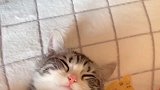 猫咪朝你奔过来，打滑漂移，网友：抓地力稳！