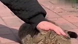 学生偶遇肥猫，圆滚滚一坨任人抚摸