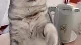 猫：我又不是菜，你拿筷子挑我干嘛啊！