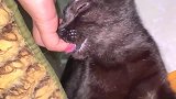 小黑猫舔手指的搞笑操作！