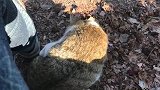 野外遇见一只不怕人的流浪猫，想喂点食物却舍不得，怎么办