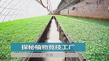 探秘植物竞技工厂