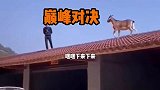 爆笑视频狗急跳墙，山羊急了会干嘛