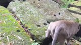 可怜的猴子仍在哭喊着宝宝，连甜豌豆都不想吃了
