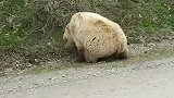 这2个动物打架，看身材就知道是谁赢了