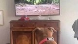 狗子全神贯注看电视，没想到主人出来挡视线