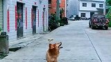 狗子：没有朋友我就自己玩儿！