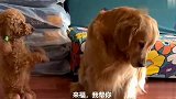 主人带泰迪出去玩，金毛生气了，主人和泰迪一起哄金毛开心