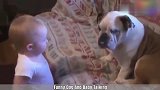 宝宝一本正经的对着狗狗说话，接下来斗牛犬一脸懵逼的样子太搞笑