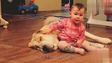 平时粗暴的阿拉拜咬狼犬，在熊孩子面前“熊”的不像话