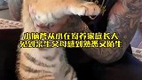 小老虎从小在寄养家庭长大，见到亲生父母感到熟悉又陌生！