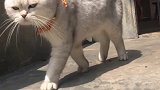 有没见过这么霸气的猫步走猫步比赛