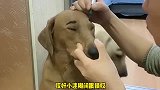 面对姥爷的喋喋不休，小迷糊也开始装睡，得到了老四的真传啊