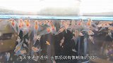 盘点4种透明的生物这是穿了哈利波特的魔法衣