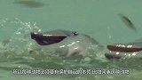 河豚膨胀时，用针扎一下会爆炸吗？看完真是长知识了