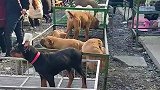 帮粉丝找狗