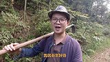 秋笋，还没入冬呢就已经出土了，有点反常