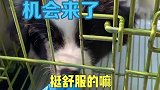 想养边牧的朋友一定要三思啊
