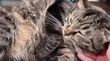 真是乖巧的猫咪呢，看这听话的模样，真是太可爱了吧！
