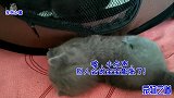 小奶猫独自跑到产房外玩，急坏了猫妈妈，肉乎乎小奶猫们打成一团