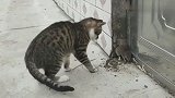 猫咪把老鼠堵在角落里玩耍，逃又逃不走，老鼠绝望的在嘶吼