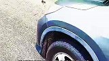 当你开车看到一只小流浪猫拦路，千万不要下车，后果很严重