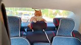 猫咪：坐车没有安全带，有点心慌