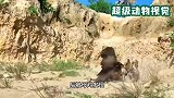 老鹰捕杀小鸡，却被母鸡暴揍！真是惨不忍睹
