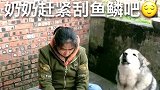 洛洛看到有鱼吃，激动的口无遮拦竟把奶奶给得罪了，这下尴尬了