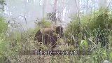 大象腿上肿起巨包，连走路都很困难，镜头拍下全过程！