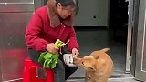 这狗子真的好聪明啊
