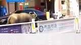 水牛公路狂奔撞车撞人，疑因女子戴红色头盔被牛追