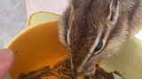 今天吃点新鲜的